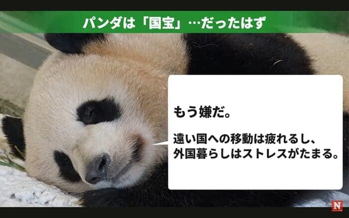 だらけるジャイアントパンダ