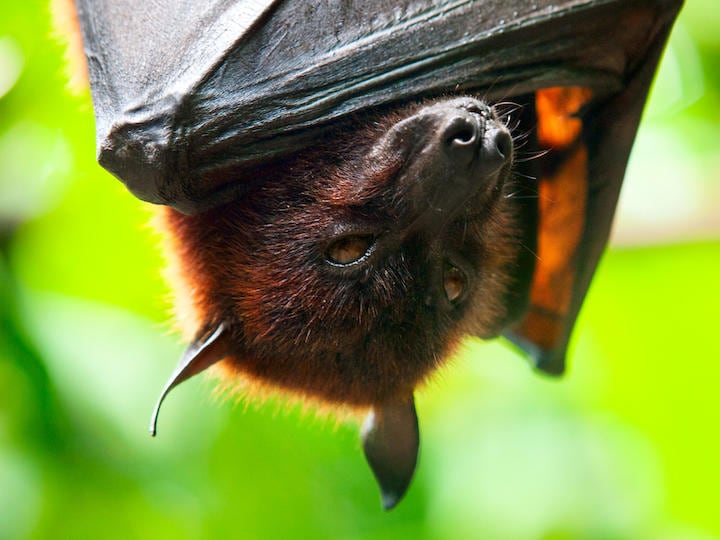 「ウイルスの宿主としてコウモリは特別である」　chuvipro-iStock