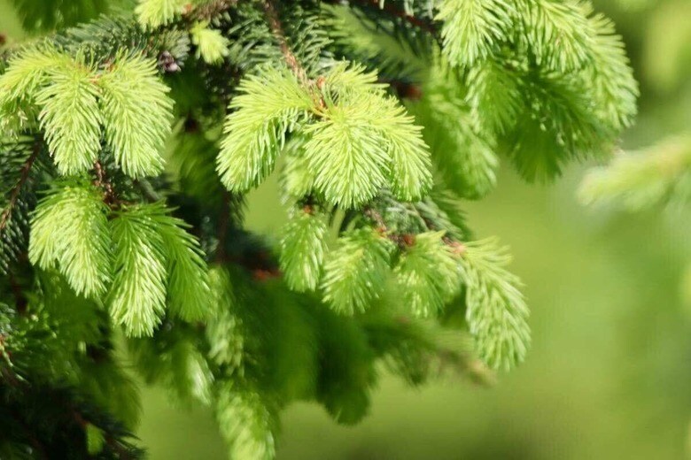 トウヒ　Nennieinszweidrei-pixabay