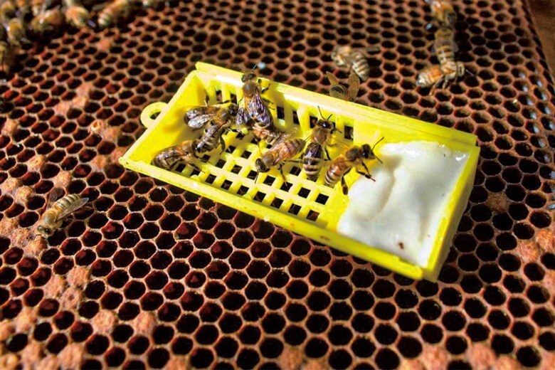 ワクチン入りのクイーン・キャンディーを食べる働き蜂　COURTESY DALAN ANIMAL HEALTH
