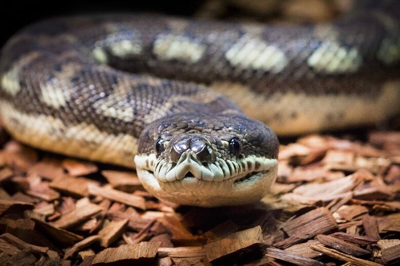 コースタルカーペットパイソン　Jason Benz Bennee-Shutterstock