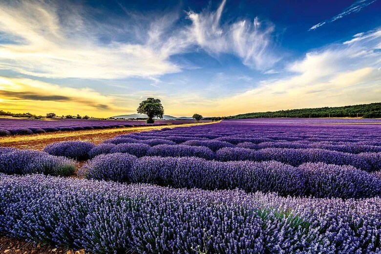 南フランス・プロバンスのラベンダー祭り　RAIMONDO RESTELLIｰ500PX/GETTY IMAGES