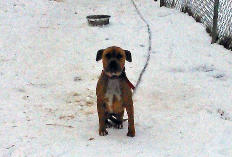 <strong>受難</strong>　犬にはヒートランプさえ与えておけばいい、と思っている飼い主もいる　Friends of Indianapolis Dogs Outside/FACEBOOK