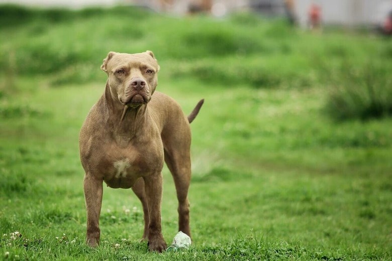 猫の真似をする犬？ 「育ての親は猫です」TikTokで3000万再生の理由（写真はイメージです）　Faber Leonardo-Unsplash