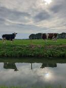 ラベルを貼れば「エコ」？混迷を極めるオランダの乳製品市場