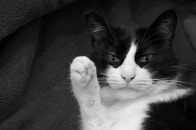 飼い主の「今年の目標」が気に入らない猫の反応に爆笑...特にダメ出ししたのはあの抱負