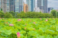 数十年ぶりに正常化しつつある日本の雇用