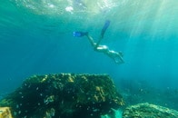 「危うくあの世に...」女性がシュノーケリング中に遭遇していた「サメより恐ろしい魚」とは？　映像にネット戦慄