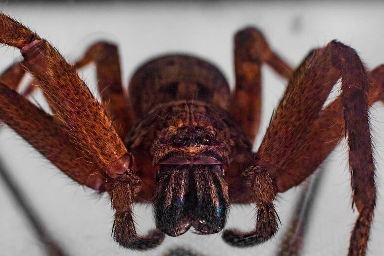 （写真はイメージです）　Elias Bitar-Shutterstock