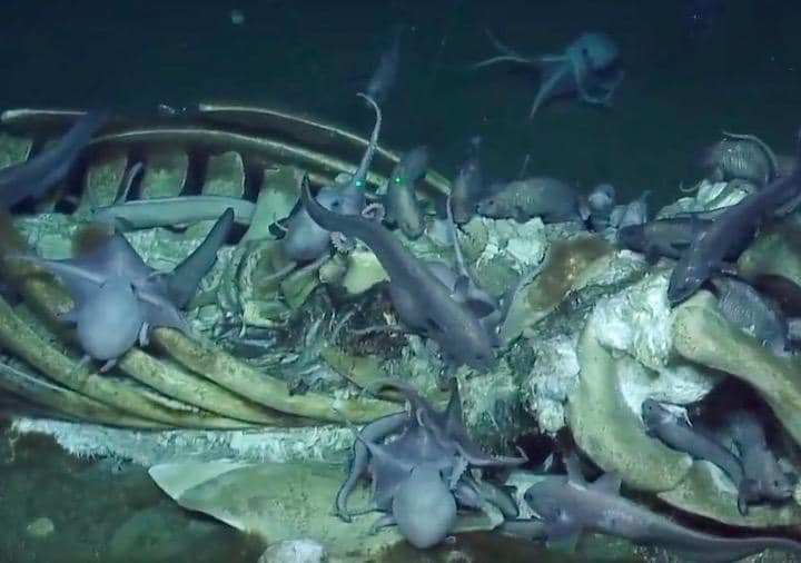 海底に沈んで、魚などの餌となったクジラ......  EV Nautilus-YouTube