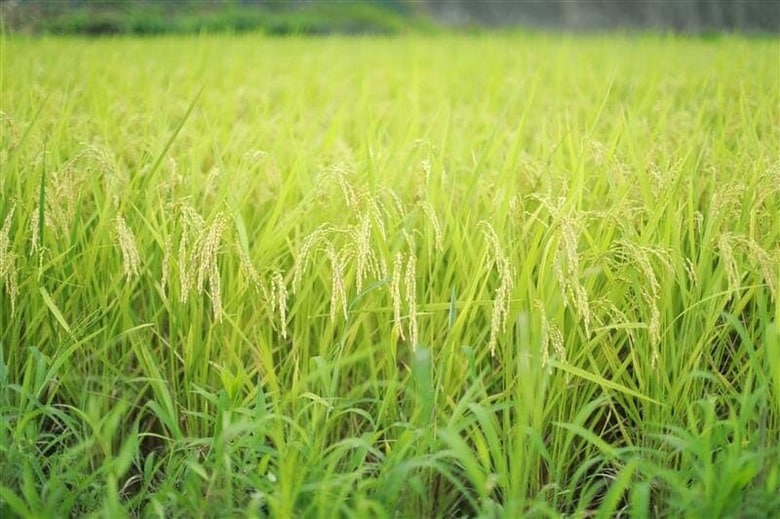 Kibble -shutterstock-