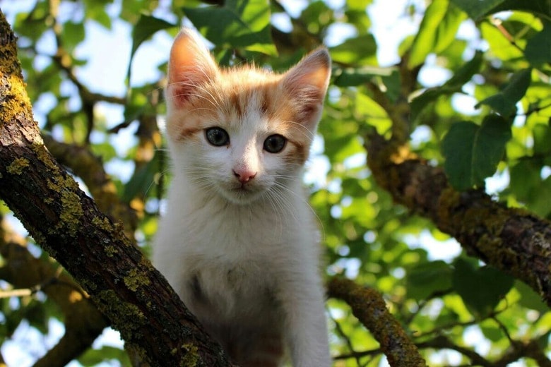 猫は高い木に登ったまま降りられなくなることがある（写真はイメージです）　Rokas Vol-Unsplash