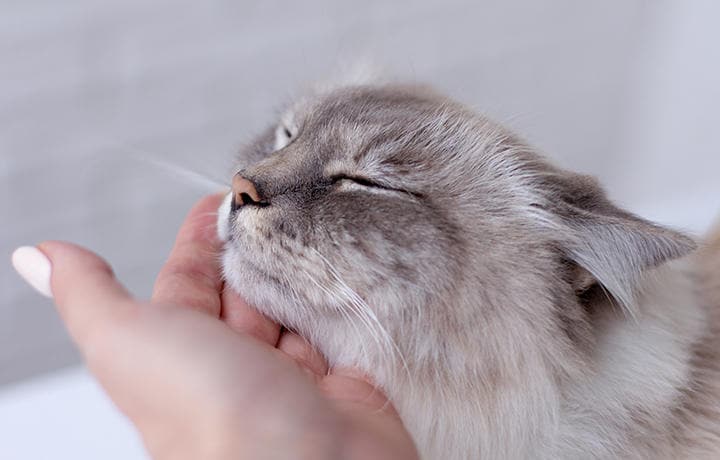 （写真はイメージです）　Irina Fedorova-iStock