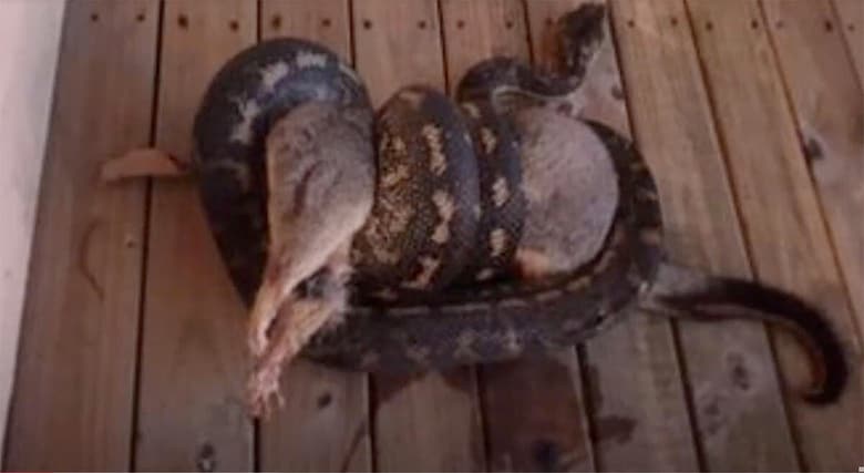 Hervey Bay Snake Catchers-YouTube