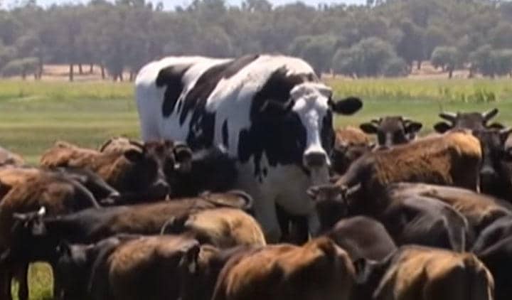 オーストラリアの牧場で飼われているホルスタインは通常の牛の2倍ほどの大きさに　News 8 WROC/YOUTUBE