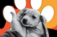 【人生相談】「ペットショップで子犬を買ったの」と言わずに済む方法