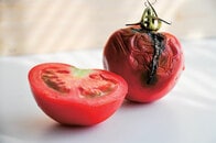トマトの廃棄物を使った夢の微生物燃料電池