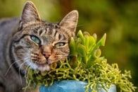 【動画】植木鉢荒らしの濡れ衣を着せられた猫...真犯人は超危険な不法入居者だった