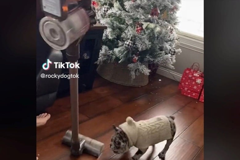 @rockydogtok-TikTok