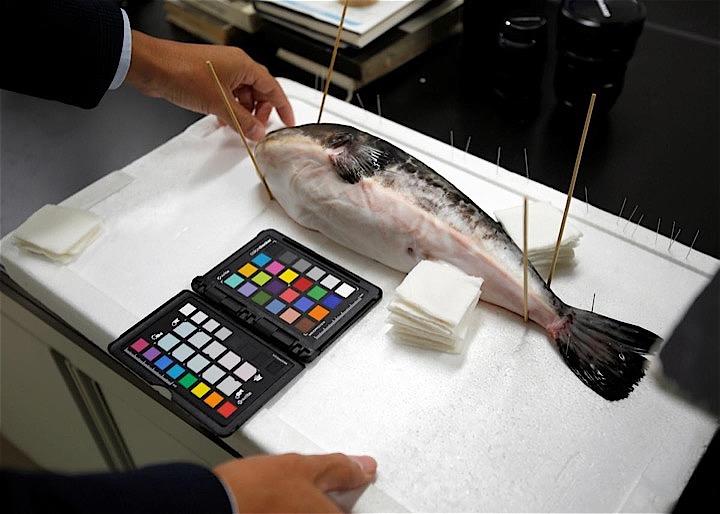 12月11日、夜明け前の暗闇に包まれた午前3時10分、天井からの投光に照らされた市場の一角にメリハリのある声が響いた。写真は下関市の研究所で11月12日、雑種フグを調べる水産研究・教育機構水産大学校の高橋洋准教授（2018年　ロイター/Mari Saito）