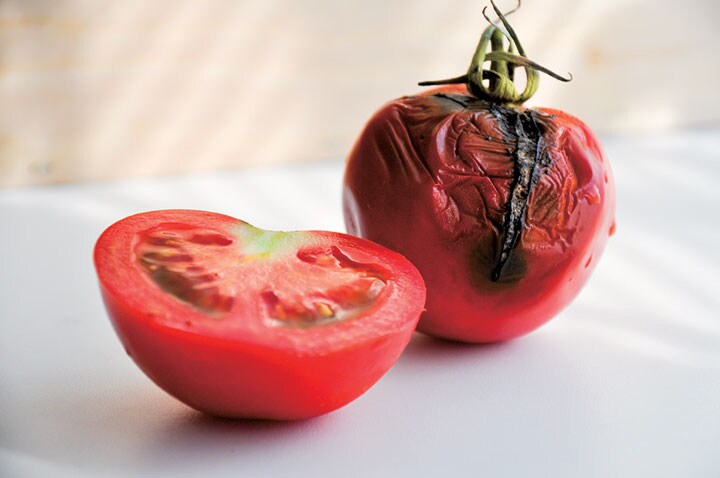 フロリダ州では毎年、生産量の40％に当たる40万トン近くのトマトが廃棄される　ADRIAN825/ISTOCKPHOTO