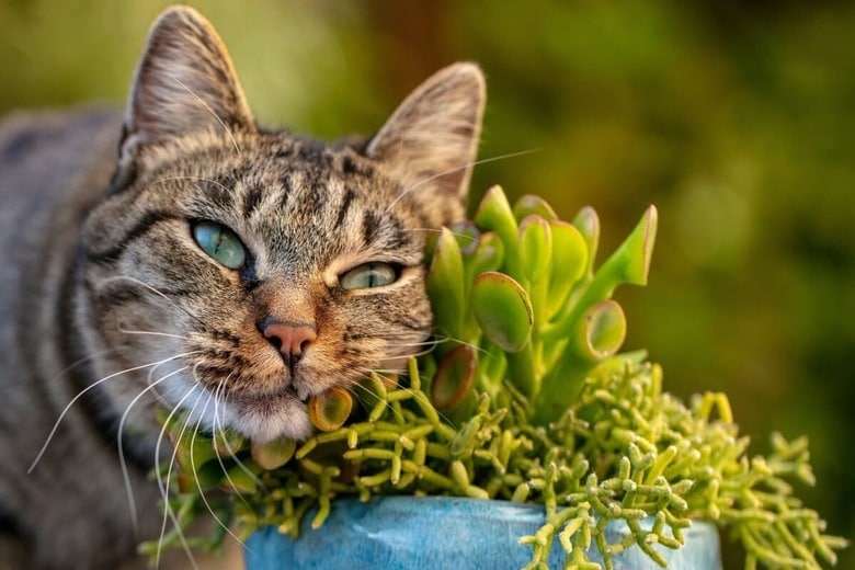 猫はいたずらが大好き（写真はイメージです）　Bill Stephan-Unsplash