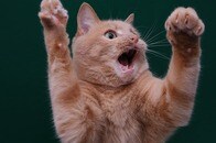 テレビの前で猫パンチ連発...女子体操を見たネコたちが次々「ハンター化」一体なぜ？