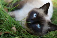 【動画】妻が残した最後の絆の猫がいなくなった...打ちひしがれる高齢男性、そして迎えた結末