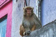 住民を恐怖に陥れる「ギャング集団」…噛まれて入院する人が続出、凶暴化するサルの群れを駆り立てるのは