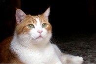 【動画】独りぼっちで心を閉ざした高齢猫、「魔法みたいに心を取り戻した」里親との出会い