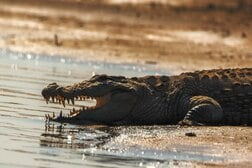 遺体をくわえて川を泳ぎ回る…ワニが川沿いの青年を川に引きずり込み泳ぎ回る動画にネット民震撼