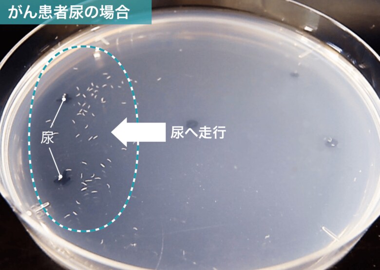 がん患者の尿に対しては匂いを感知した線虫が寄っていく