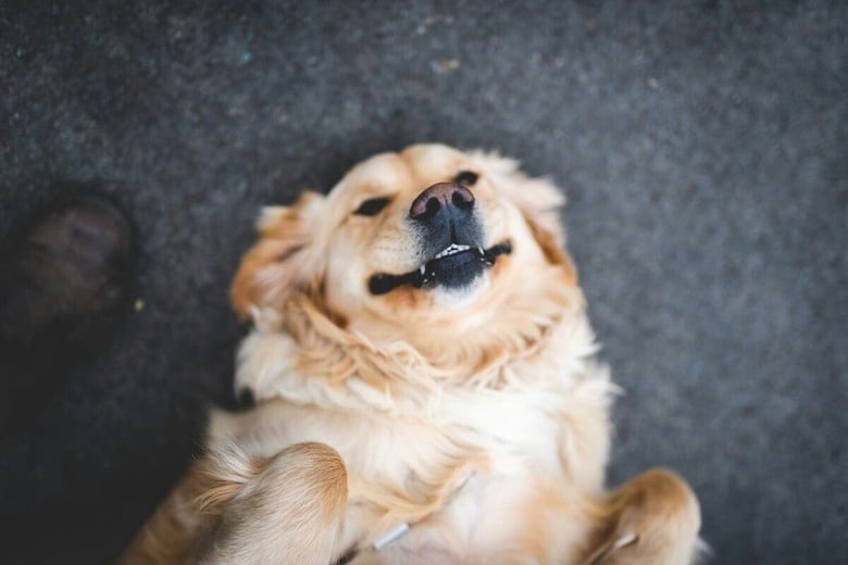 犬が見せる「幸せのサイン」...獣医が教える本当に嬉しいときの行動とは（写真はイメージです）　Stephen Andrews-Unsplash
