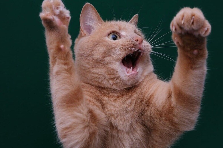 YULIYA Shustik-shutterstock