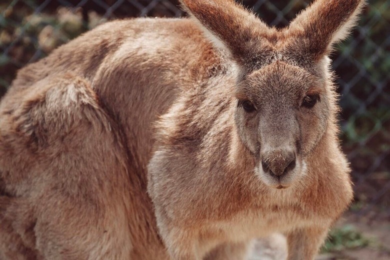 「荒っぽく遊んでいた...」カンガルーが男性を死なせたか？ 動物園の悲劇（写真はイメージです）　Josh Appel-Unsplash