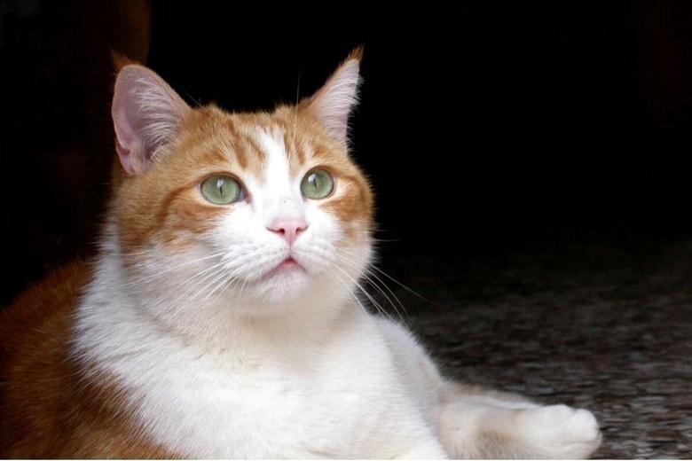 心を閉ざしていた「譲渡不可」の保護猫が、里親と出会って心を取り戻した（写真はイメージです）　Micky White-Unsplash