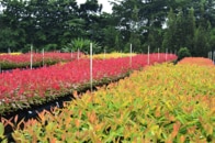 森を再生し森と共存を目指すインドネシアの挑戦　5年で1万本の植林活動