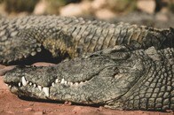 【動画】巨大ワニが大型犬を捕らえる瞬間が映像に...衝撃映像が波紋呼ぶ