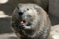 ニンジンをくわえ、キャベツを持ち運ぶビーバーに自分を重ねるネット民