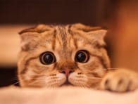 「ホントは、マタタビよりもゴハンよりも人間が好き」──猫より