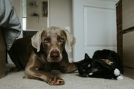 【動画】階段に長々と寝そべる小さな猫...それを見つけた大型犬の反応が面白すぎ