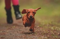 【動画】雨嫌いの犬がさす「小さすぎる傘」にネット歓喜...「尊みが深い」と話題に