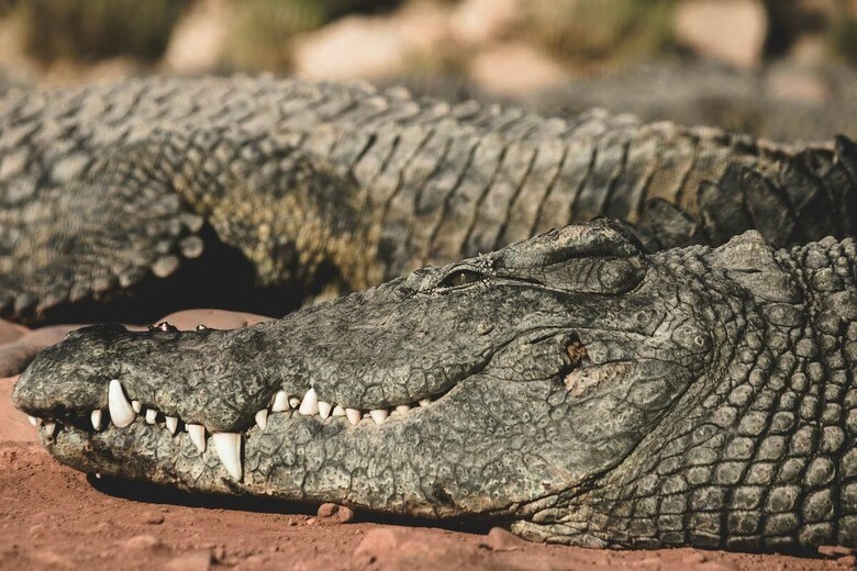 まるで映画のよう...巨大ワニが犬をくわえる映像に全米が騒然（写真はイメージです）　Jack Walker-Unsplash