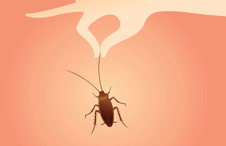 なかなか死なないゴキブリ。殺虫剤は、効かないかすぐに効かなくなる　8e88graphic/iStcok.