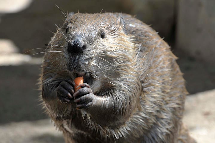 （写真はイメージです）　Antenore-iStock