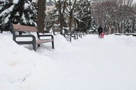 公園に響き渡る「不思議な声」...市街地に現れた「超危険生物の群れ」にSNS興奮「目にも耳にも美しい」