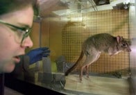 まさかの誤算...人間の保護下で暮らす絶滅危惧種、「あらぬ方向」に急速な進化を遂げてしまったことが判明