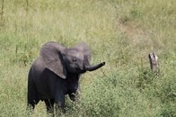 【映像】南アフリカで野生のゾウが赤ちゃんを産み落とす瞬間
