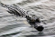 【動画】エグいデスロール...プールを占拠する巨大ワニに「気づかず飛び込んでたら...」とネット戦慄