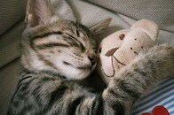 【写真】子猫が毎晩抱っこして寝るまさかの相手...心配の声続出